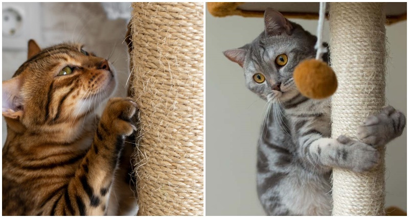 10 objetos para gato que são essenciais para ter em casa