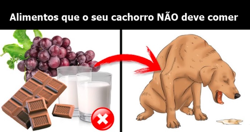32 alimentos que o seu cachorro NÃO deve comer