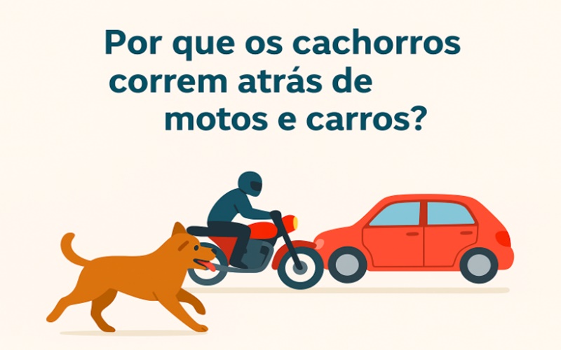 Por que os cachorros correm atrás de motos e carros? Saiba a razão