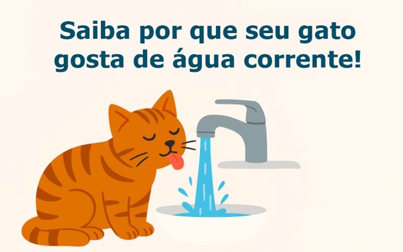 Saiba por que seu gato gosta de água corrente!