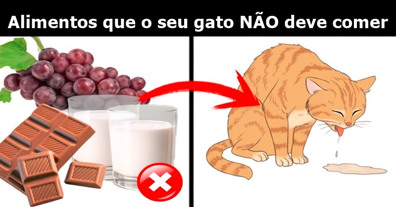 32 alimentos que o seu gato NÃO deve comer