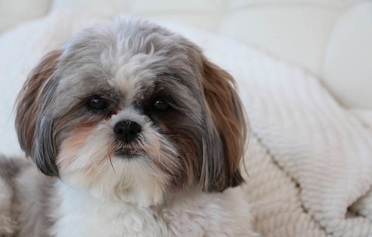 28 Raças de Cachorro Pequeno para Apartamento