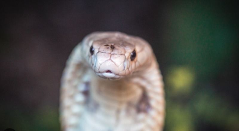 O que significa sonhar com cobras? Descubra todos os significados!