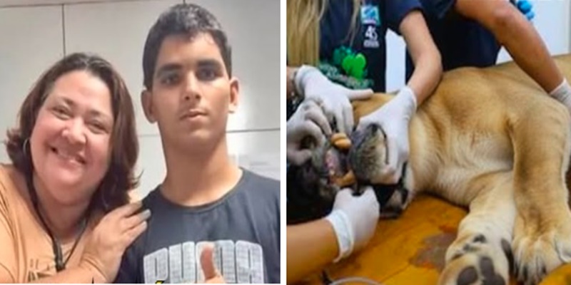 Você Não Vai Acreditar No Que Fizeram Com a Leoa Que Atacou Homem: ‘Arranc…Ver mais