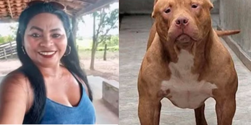Laudo revela caso sobre mulher atacada pelo próprio pitbull