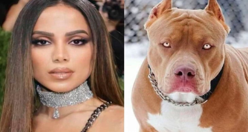 Anitta fala sobre ter relações com cachorros e sofre duras críticas…Ver mais